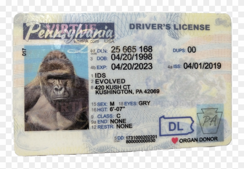 New Pennsylvania Fake Id - Pa Holograms On License Clipart