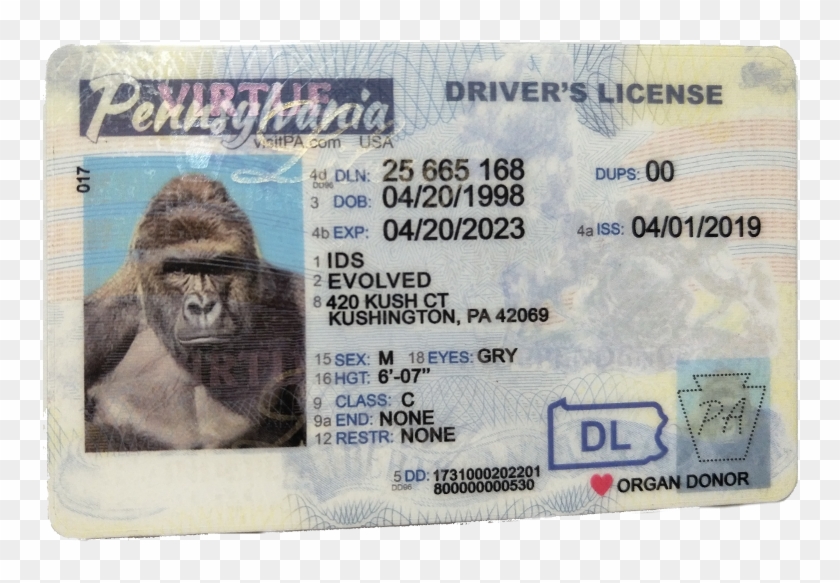 New Pennsylvania Fake Id - Pa Holograms On License Clipart #5261758