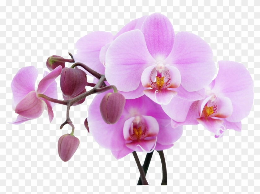 Orchid - National Flower Of Sikkim Clipart