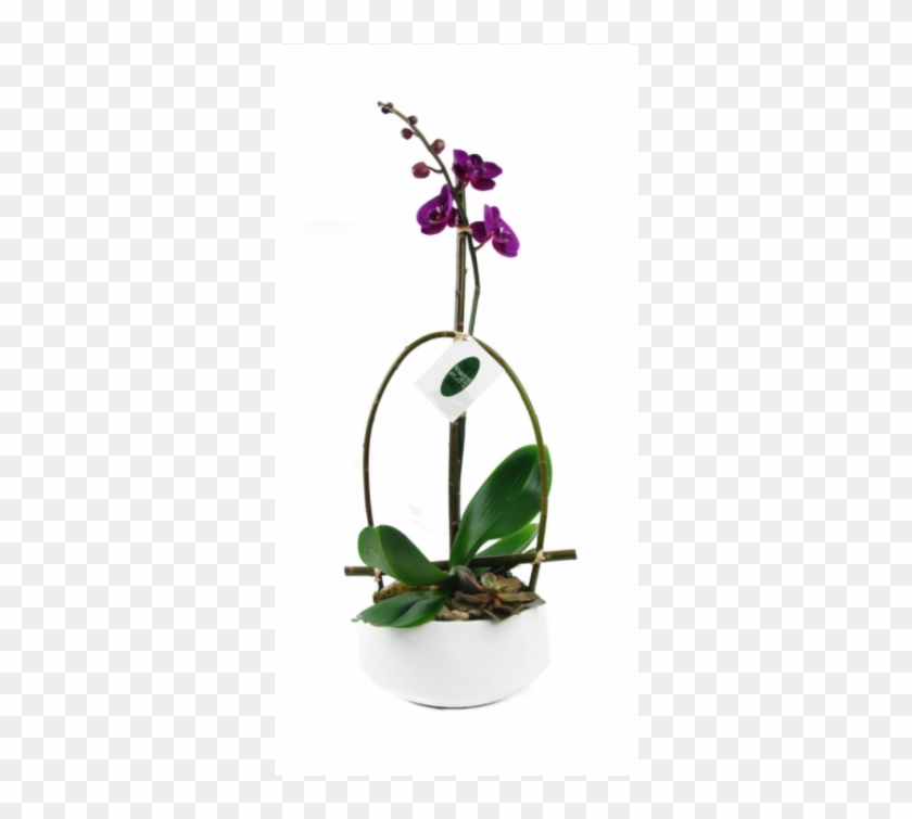 Purple Phalaenopsis Orchid - Cypripedium Clipart #5261801