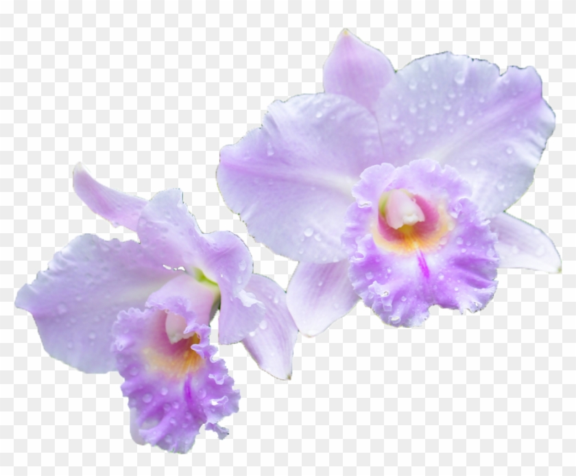 Orchid Transparent Cattleya - Cattleya Png Clipart #5262061