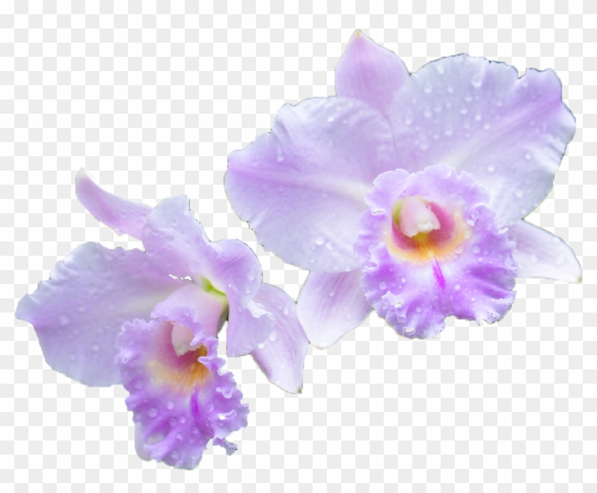 Orchid Transparent Cattleya - Cattleya Png Clipart