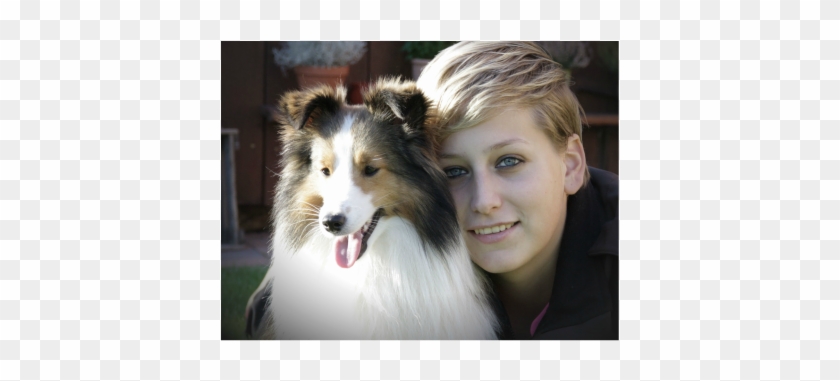 Rough Collie Clipart