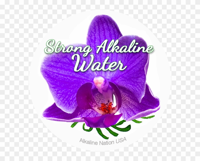 Beautiful Skin - 36 Stickers - - Orchids Of The Philippines Clipart