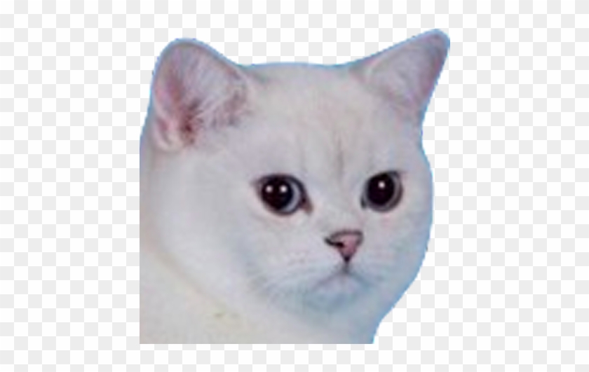 156kib, 800x450, Bielo =) - Dont Let Dumb Boys Control Your Emotions Clipart