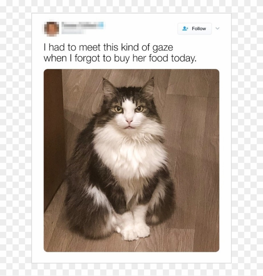 Share This - - Domestic Long-haired Cat Clipart