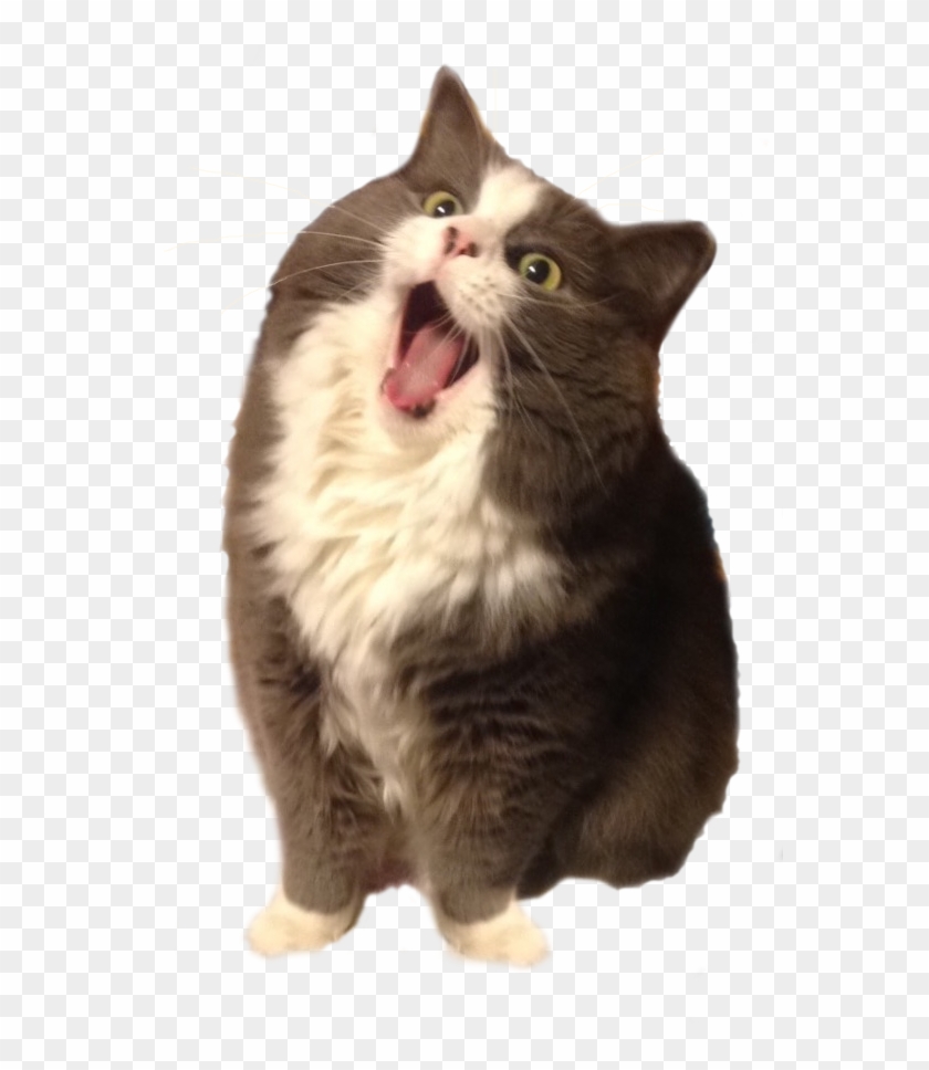 Sleeping Cat Meme - Munchkin Norwegian Forest Cat Clipart