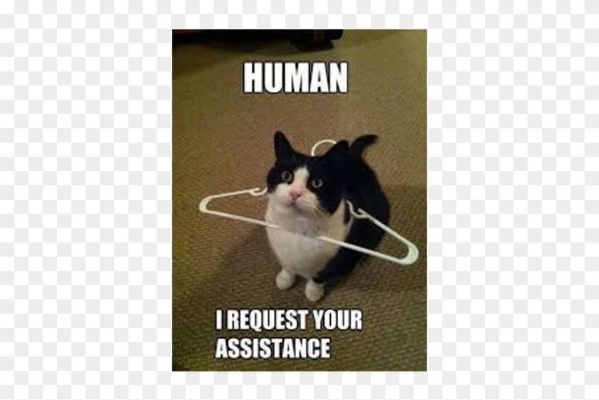 This Is Your Favorite Meme - Help Me Cat Clipart #5263406