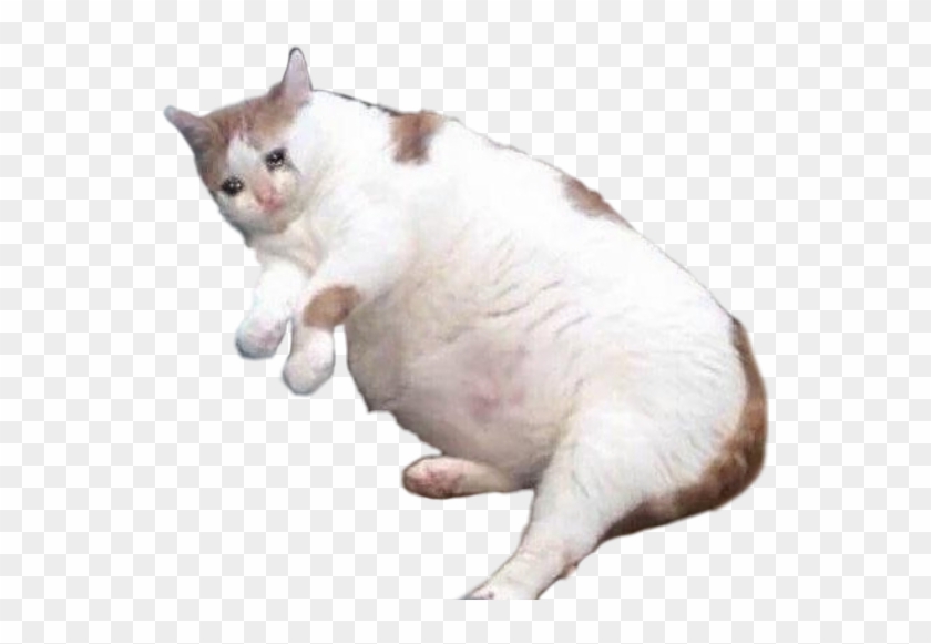 Sneezing Cat Meme Tumblr - Respuestas De Memes Gatos Clipart