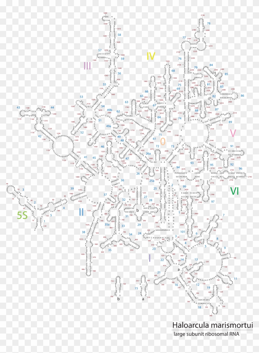 5 Secondary Structure W/ Nucleotide Numbers 23s Rrna - Drawing Clipart #5264938