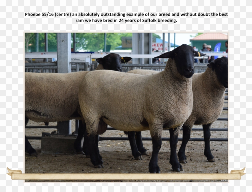 Originally Founded In 1994 At Our “home” In Cheviot, - Sheep Clipart