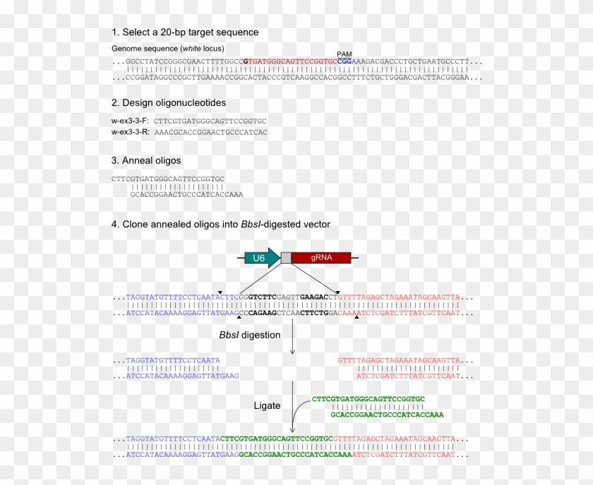 Finding A Target Sequence And Ordering Oligonucleotides Clipart #5265715
