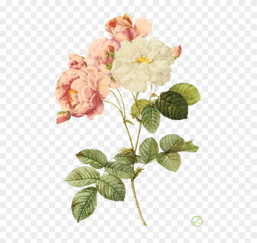 Flower Illustration By Pierre-joseph Redoute - Illustration Pierre Joseph Redouté Clipart