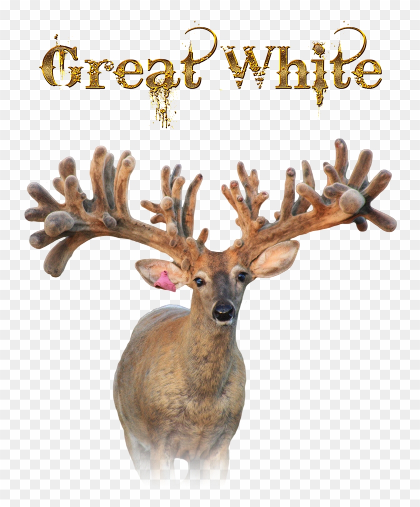 Gist Kinsman Ranch - Antler Clipart