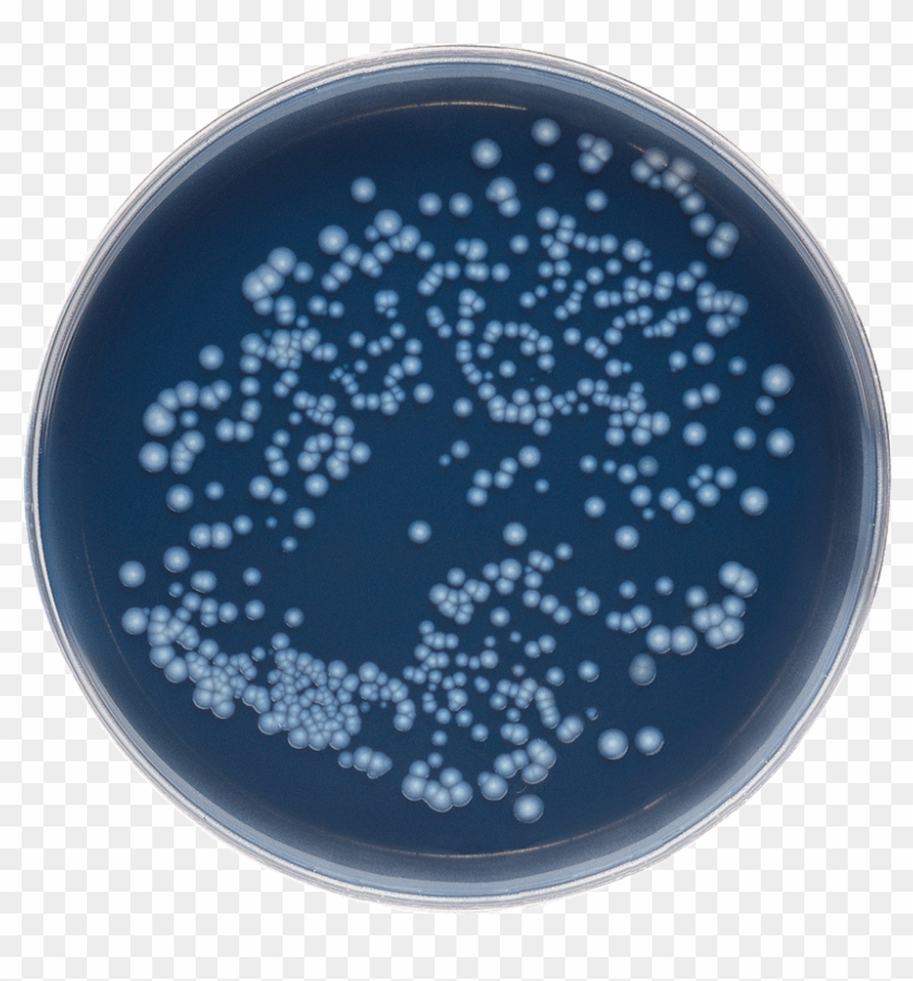 Solutions For Legionella - Gvpc Legionella Clipart