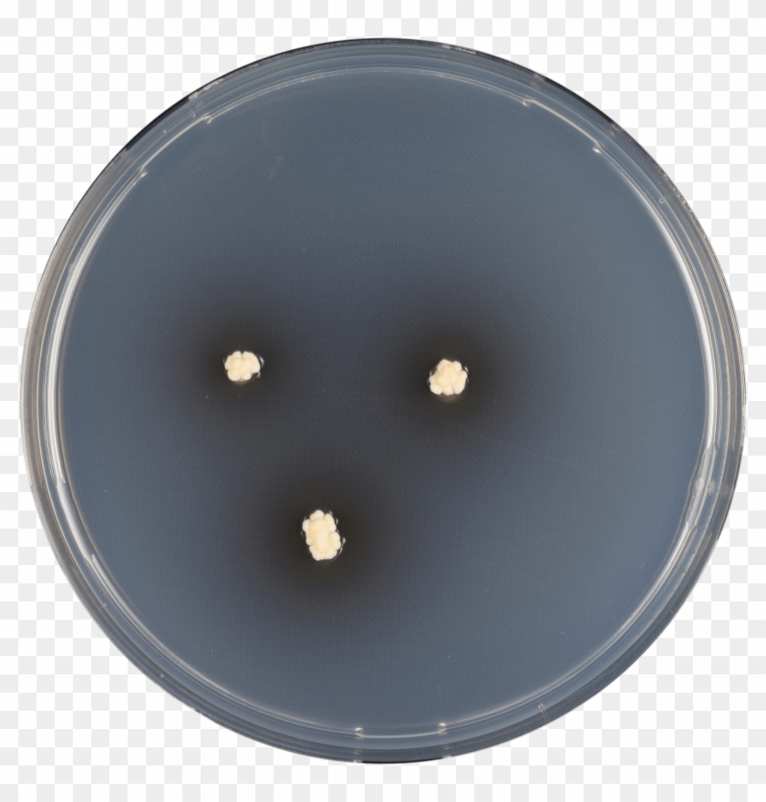 Aspergillus Iizukae Cya - Circle Clipart #5267484