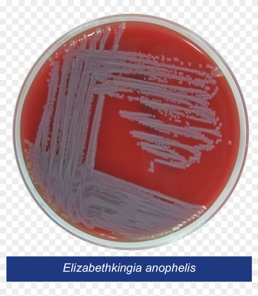 Biomérieux Clipart #5268144