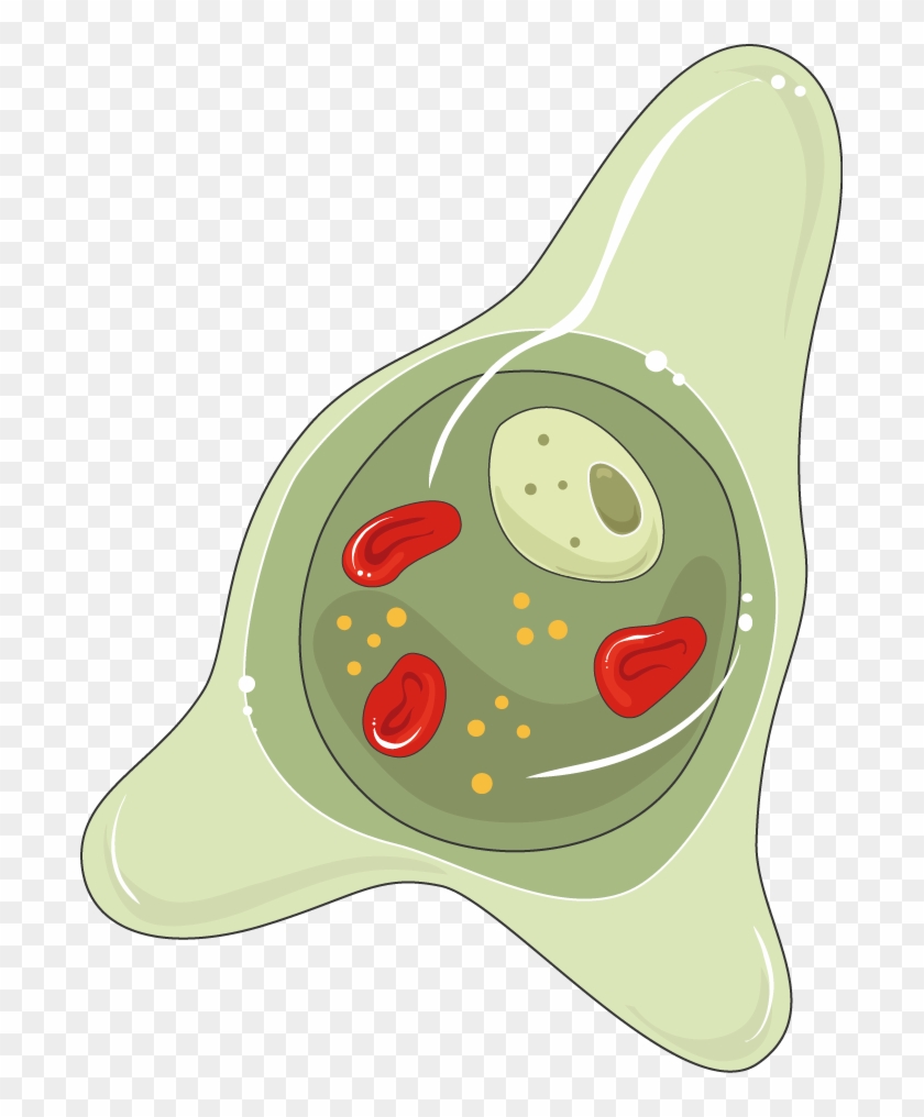 Entamoeba Trophozoïte - Entamoeba Png Clipart