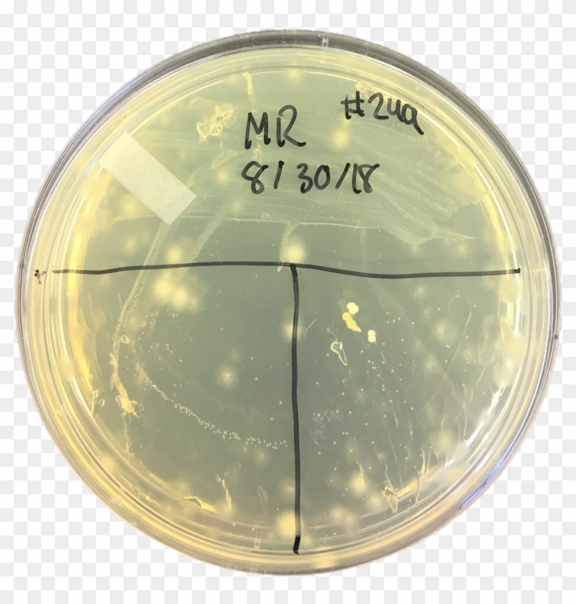 A T Was Drawn On The New Plates To Separate Into Three Clipart