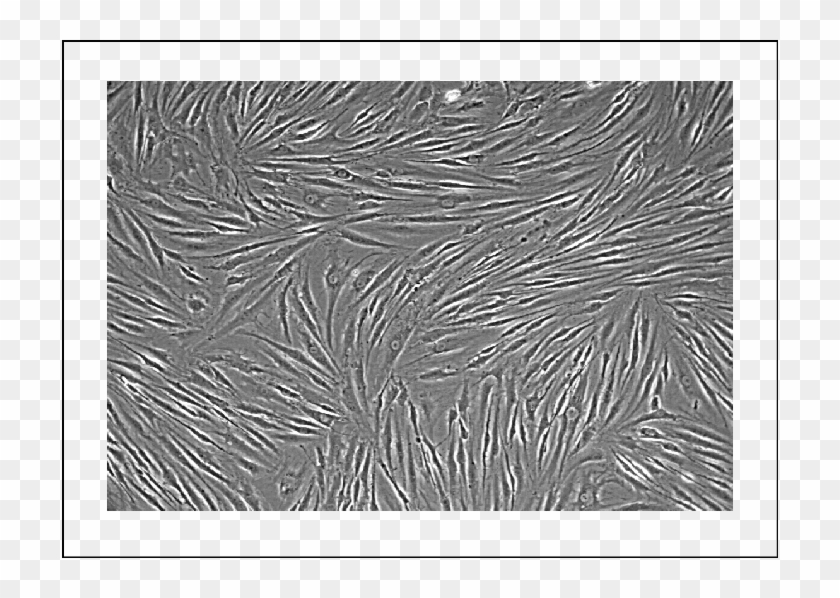Cultured Mesenchymal Stem Cells On Petri Dish, Magnification - Monochrome Clipart #5268996