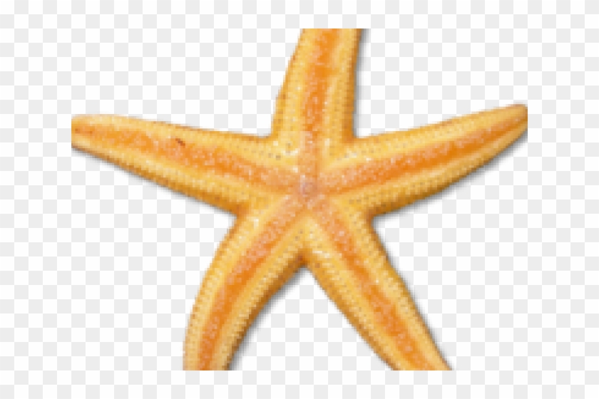 Starfish Clipart #5269006