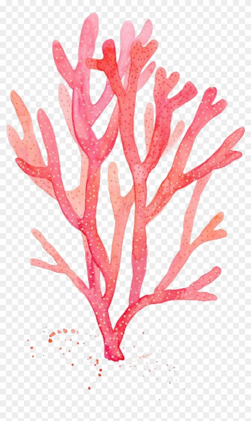 Graphic Royalty Free Stock Red Watercolor Painting - Coral Drawing Png Clipart #5269035