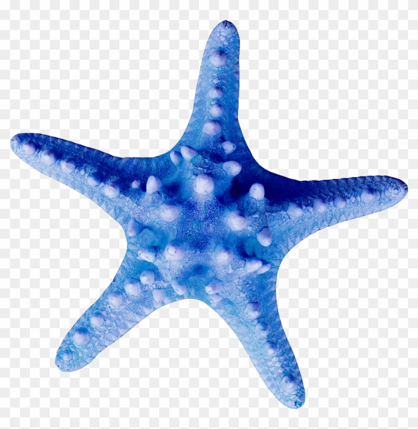 Фотки Shell Animals, Beach Clipart, Ocean Themes, Yandex, - Teal Transparent Starfish - Png Download