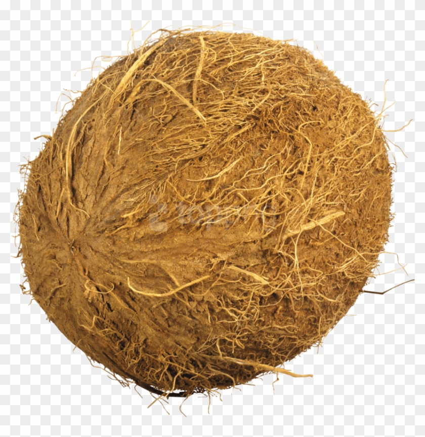Download Coconuts Png Images Background - Coconut .png Clipart