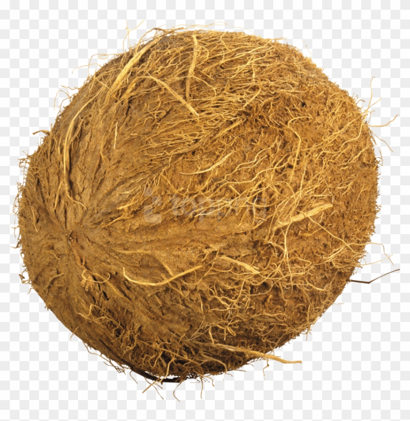 Download Coconuts Png Images Background - Coconut .png Clipart #5274432