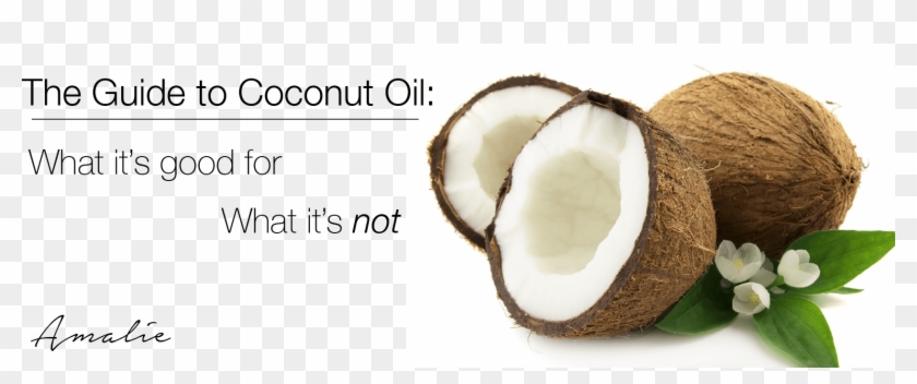 The Definitive Guide To Coconut Oil - Coconut Png Clipart #5274524