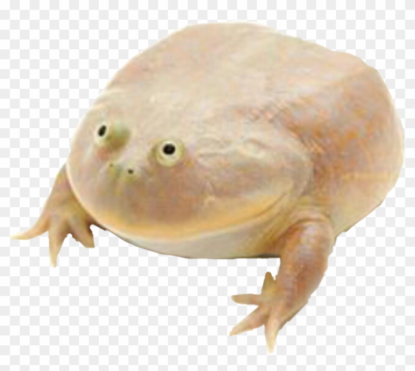 Wednesday Frog Png Transparent Background - You Don T Matter Give Up Meme Clipart
