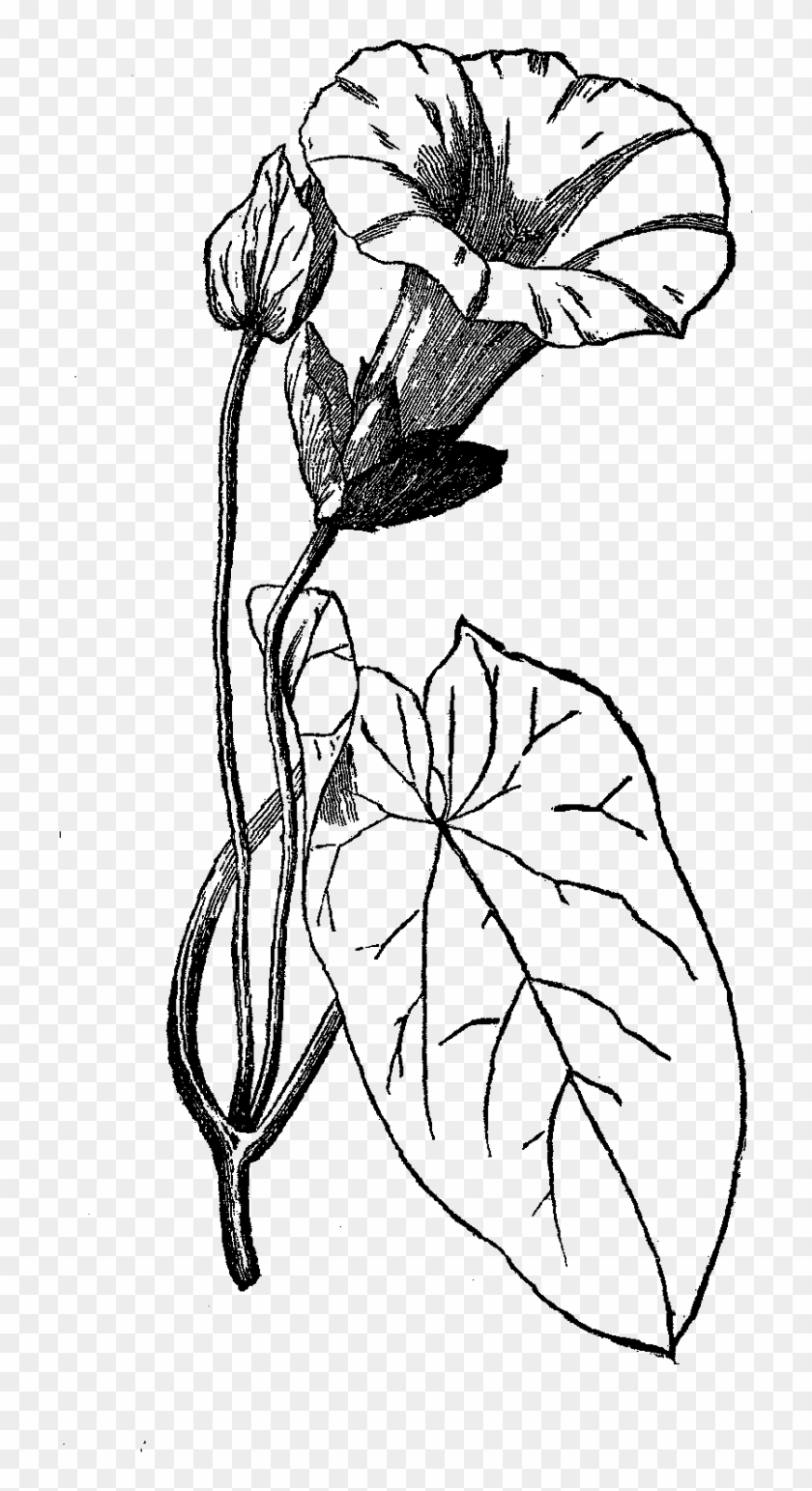 Digital Flower Clip Art - Parts Of Morning Glory Flower - Png Download