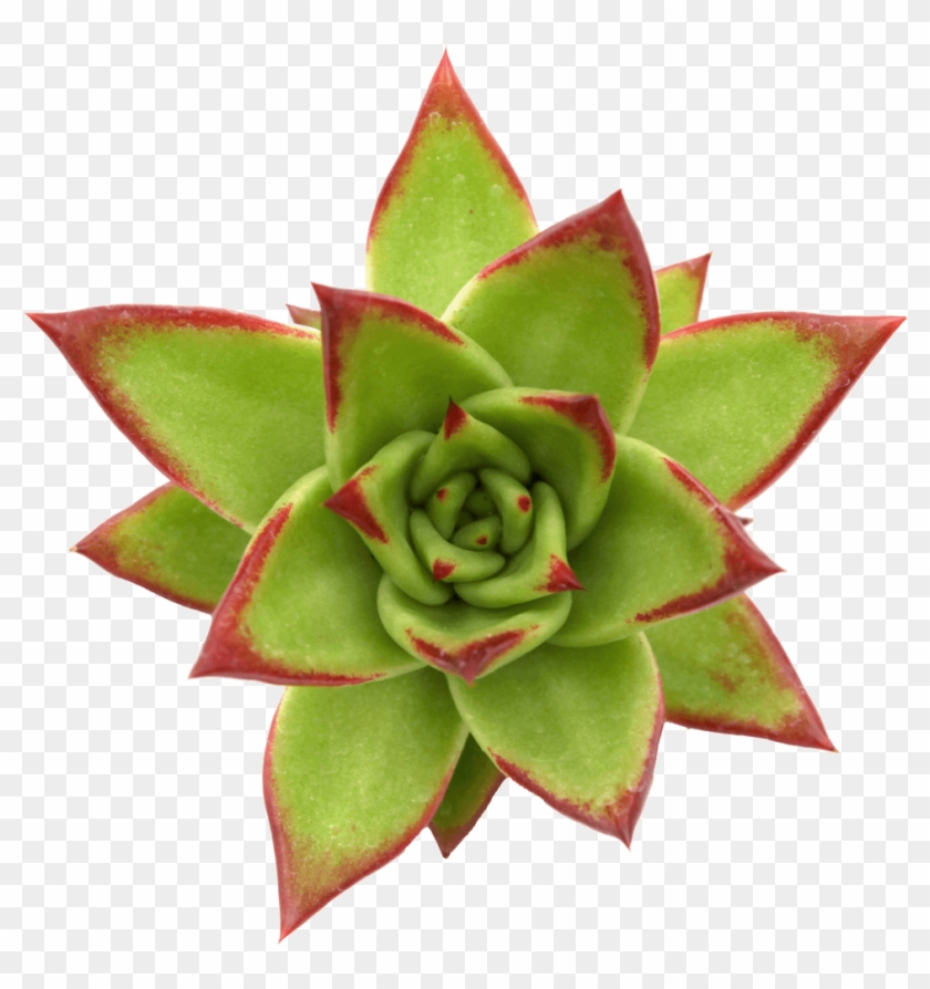 Porous Soil With Adequate Drainage - Agave Clipart