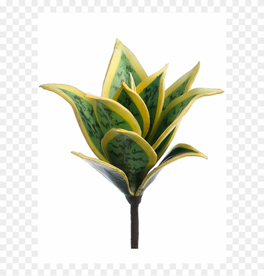 8" Mini Agave Plant Green Cream - Vase Clipart #5277326