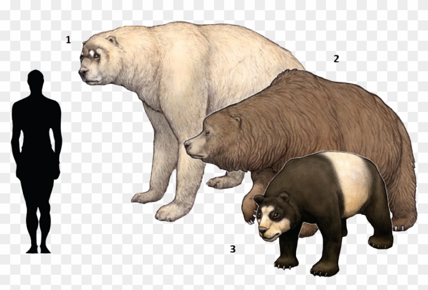 Extinct Clipart Ice Age Animal - Cave Bear Short Faced Bear - Png Download #5277409