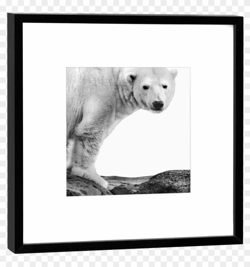 Fotokunst & Design Aus Berlin - Polar Bear Clipart #5277473