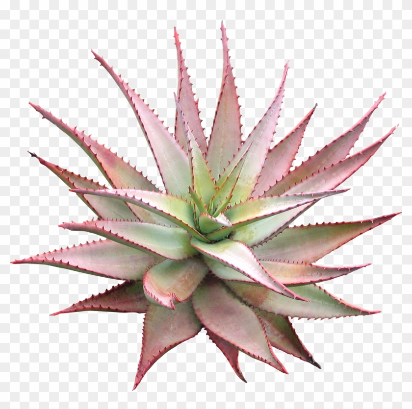 Parent Directory - Agave Azul Clipart #5277619