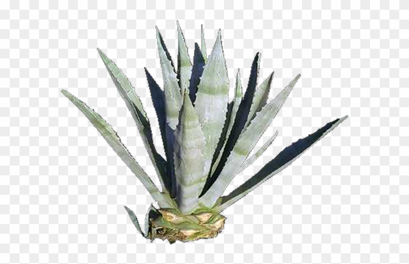 View In My Picture - Agave Azul Clipart #5277681
