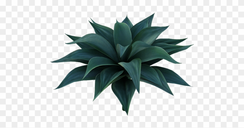 Agave Azul Clipart #5277741