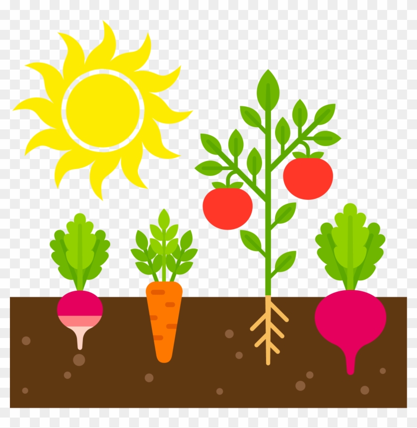 Cartoon Vegetable Garden Garden Clipart #5281212