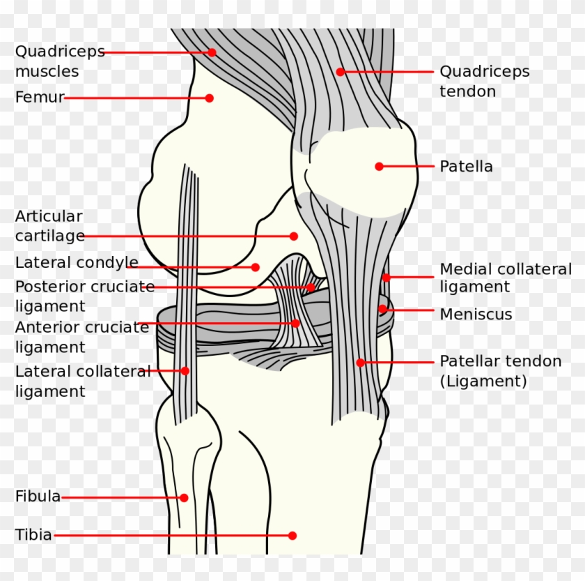 Knee Diagram - Long Does An Mcl Tear Take Clipart #5282195