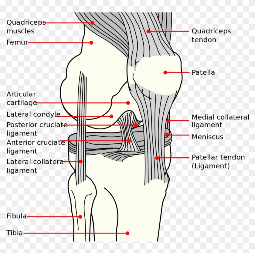 Knee Diagram - Long Does An Mcl Tear Take Clipart