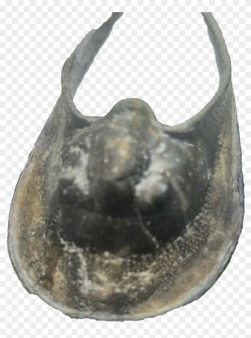 Harpes "batman" Trilobite - Molluscs Clipart #5282311