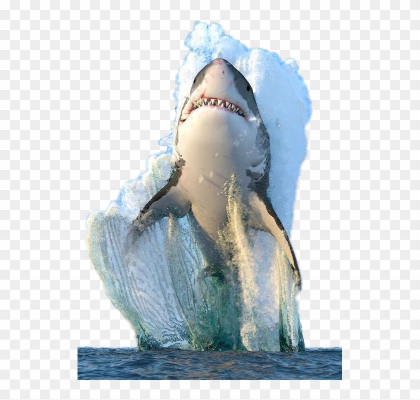 Megalodon Sticker - Encontro Do Oceano Atlantico Com O Pacifico Clipart