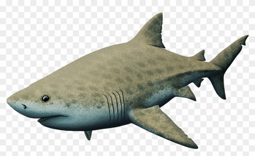 Almost Living Fossils Month - Great White Shark Clipart