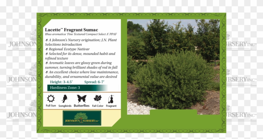 Ivy Texture Png - Winecraft Black Smoke Tree Clipart #5287496