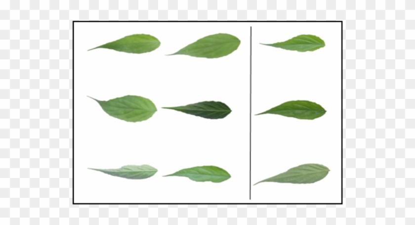 Samples Of Image Class 3 Texture - Swamp Birch Clipart