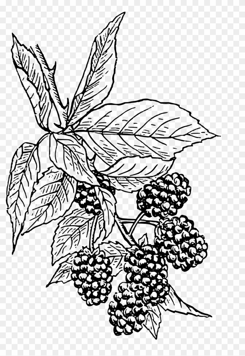 Blackberries Vine Bush Fruit Png Image - Black Berry Plant Drawing Clipart #5287563