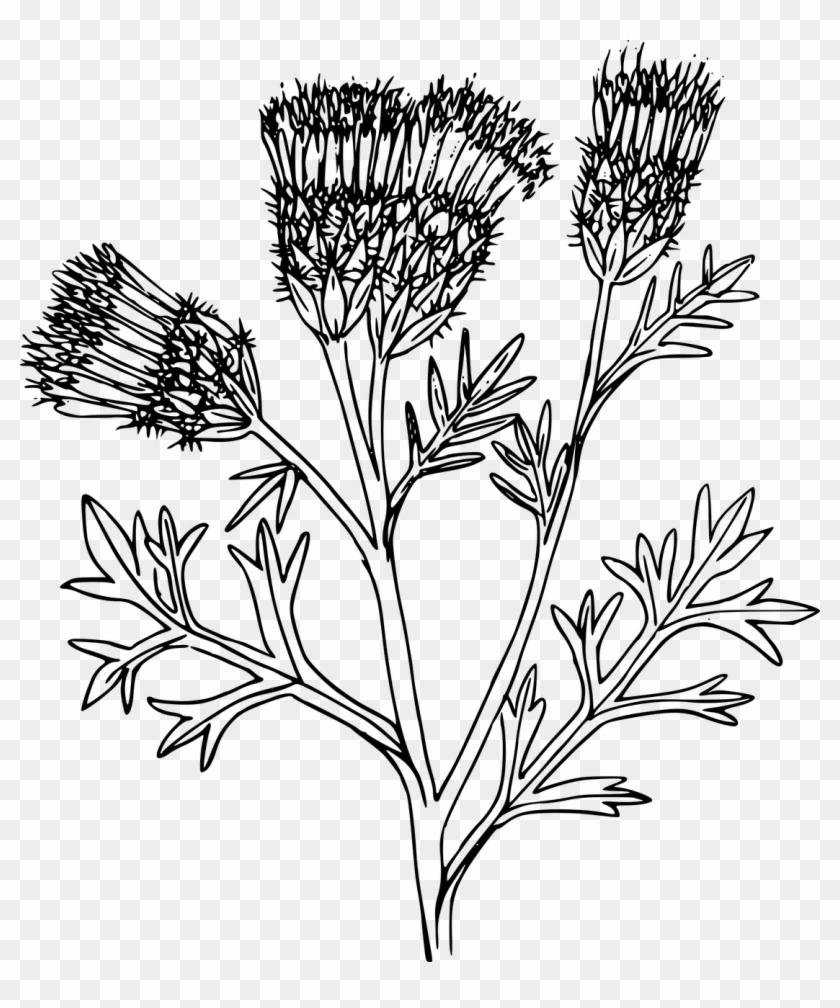 Computer Graphics Texture Mapping Computer Icons Uv - Plants Clipart #5287594