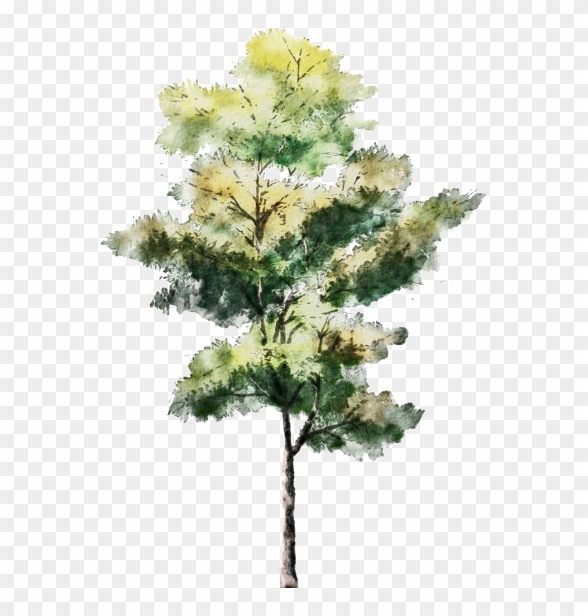 Tree For Architectural Rendering , Png Download - Trees For Architectural Rendering Clipart #5289083